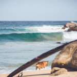 surf n sun arugam bay luxury eco hotel surf camp arugam bay east coast sri lanka surf trip stoked surf adventures