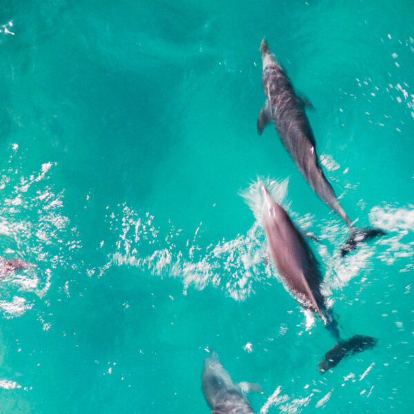 australian surf bus surf camp learn to surf east coast australia sydney brisbane byron bay gold coast urbnsurf