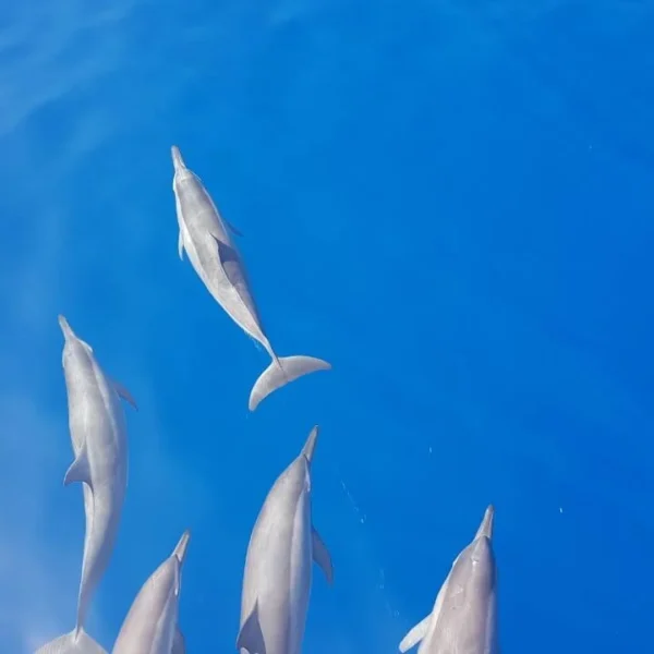 ayada maldives resort non surfing activities
