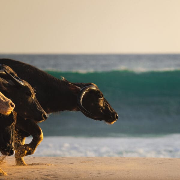 nihi sumba indonesia luxury surf resort occys left gods left exclusive wave stoked surf adventures