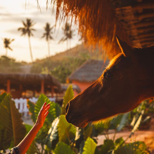 nihi sumba indonesia luxury surf resort occys left gods left exclusive wave stoked surf adventures